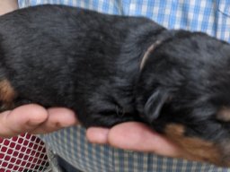 gus 4